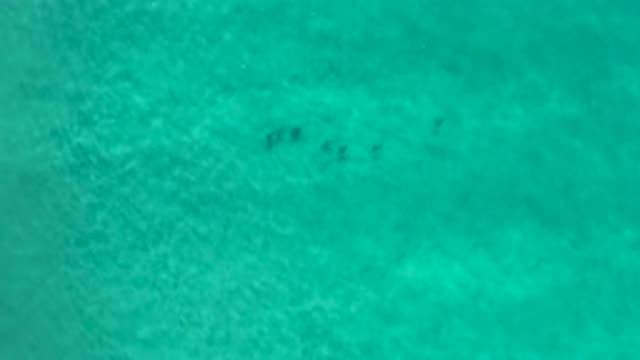 LOS CABOS MEXICO-2020: Animal Swims in Calm Blue Ocean with Reflective Waters