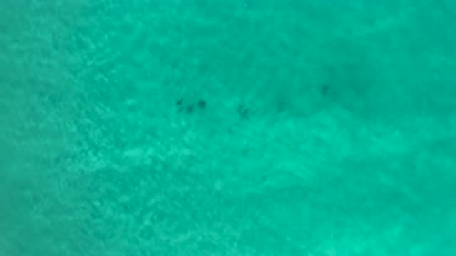 LOS CABOS MEXICO-2020: Tiny Small Fishes Swimming Under The Green Sea