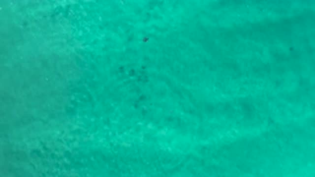 LOS CABOS MEXICO-2020: Shimmering Clear Blue Water With Sea Animal