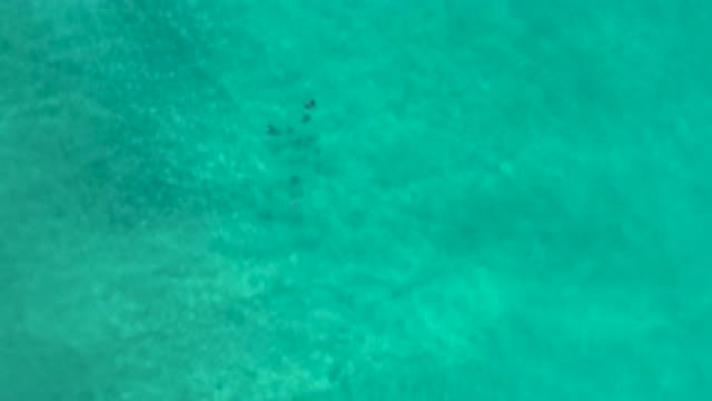 LOS CABOS MEXICO-2020: Aerial Footage Of Strange Unidentified Living Creature Swimming Underwater