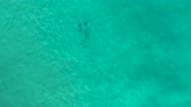 LOS CABOS MEXICO-2020: Birds Eye View Aquatic Scene