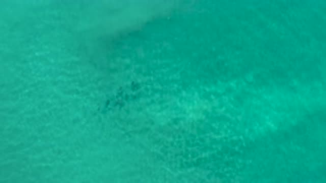 LOS CABOS MEXICO-2020: An Aerial View Of The Ocean Featuring Unidentified Marine Life