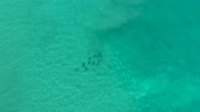 LOS CABOS MEXICO-2020: A School Of Fish Swimming In The Crystal Clear Shallows