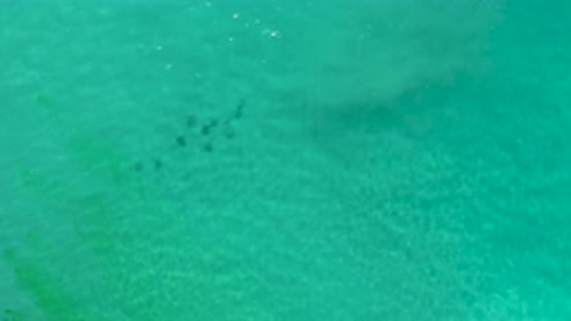LOS CABOS MEXICO-2020: Fishes Swimming Under The Clear Green Sea