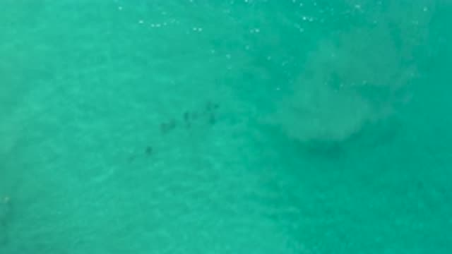 LOS CABOS MEXICO-2020: School Of Fish Swimming In Crystal Clear Blue Ocean Water