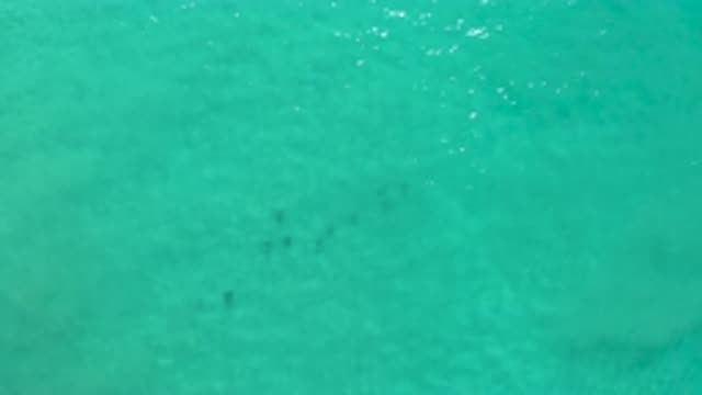 LOS CABOS MEXICO-2020: Group Of Fish Swimming In Beautiful Open Water
