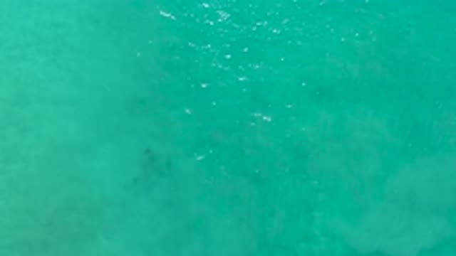 LOS CABOS MEXICO-2020: Small Fish Swimming Under the Ocean