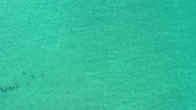 LOS CABOS MEXICO-2020: Multiple Fish Moving Deep In The Clear Green And Blue