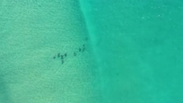 LOS CABOS MEXICO-2020: Visible Little Fishes Swimming Under The Green Sea