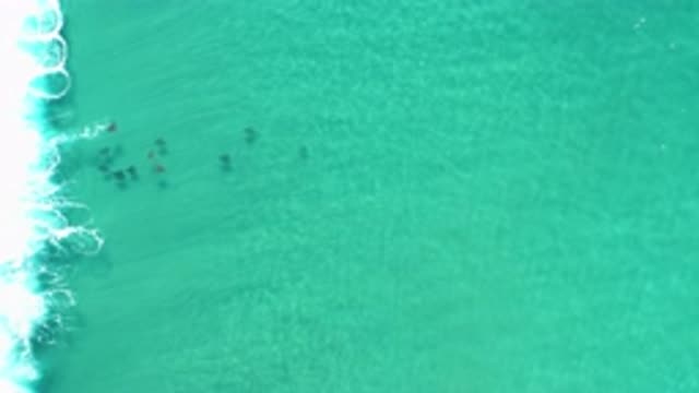 LOS CABOS MEXICO-2020: Clear Teal Waters School Of Turtles Swimming Away From