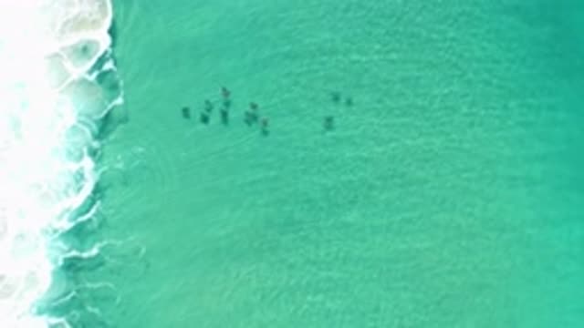 LOS CABOS MEXICO-2020: Stingrays Swimming Under Green Ocean Waves