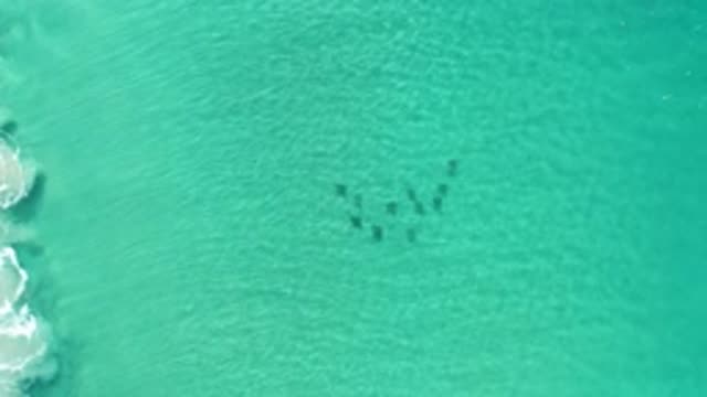 LOS CABOS MEXICO-2020: Clear Ocean Water With Animals