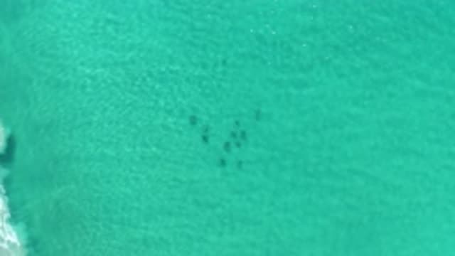 LOS CABOS MEXICO-2020: Amazing Little Fishes Swimming Under The Green Sea