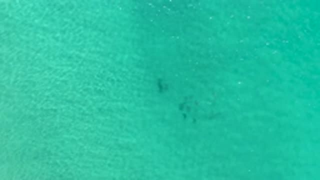 LOS CABOS MEXICO-2020: School Of Fish Swimming In The Ocean