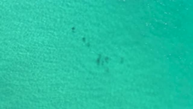 LOS CABOS MEXICO-2020: School Of Fish Swims Forward In Tropical Clear Waters