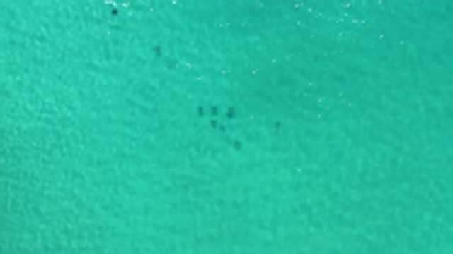LOS CABOS MEXICO-2020: An Ocean Water With Animals