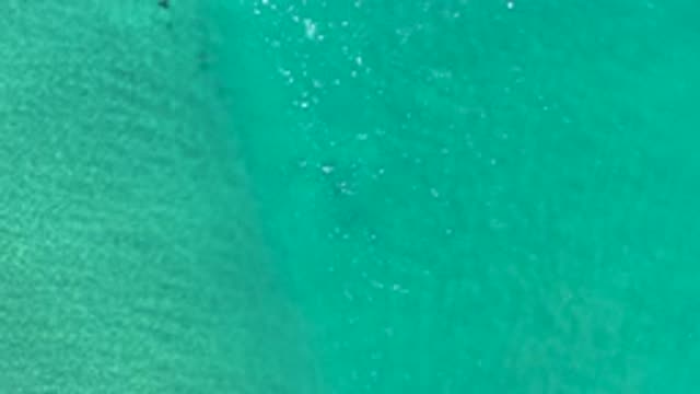 LOS CABOS MEXICO-2020: Fish Swimming Under A Rolling Wave