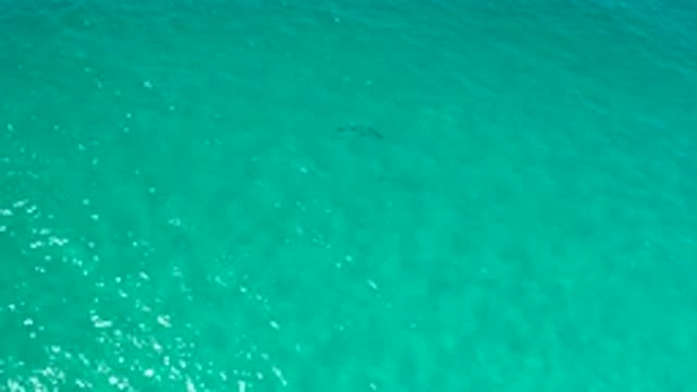LOS CABOS MEXICO-2020: Small School Of Fish Swimming Through Crystal Clear Green Water