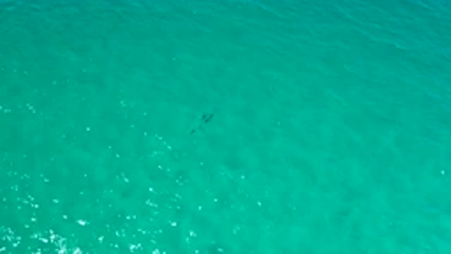 LOS CABOS MEXICO-2020: An Aerial Pan Of The Ocean Featuring A Grouping Of Marine Animals