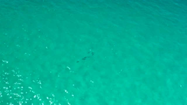 LOS CABOS MEXICO-2020: Sunlight Reflects Off Of Calm Blue Tropical Waters As A School Of Fish Swims Beneath