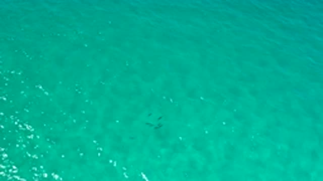 LOS CABOS MEXICO-2020: Fish In The Blue Green Water Swim Around On A Still Day