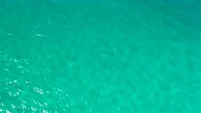 LOS CABOS MEXICO-2020: Aqua Sea With A Line Of Black Things That Look Like Fish