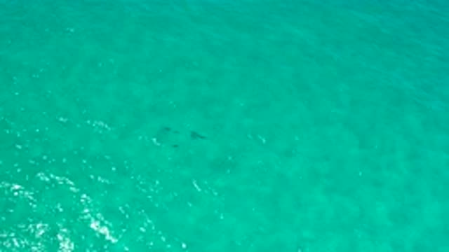 LOS CABOS MEXICO-2020: Fish Swimming In Calm Water In Beautiful Green Water