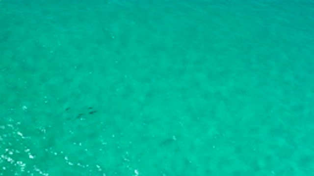 LOS CABOS MEXICO-2020: A Small School Of Large Fish Swim In Aquamarine Water