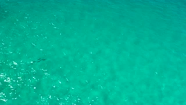 LOS CABOS MEXICO-2020: A Small School Of Fish Swim Close To The Surface In