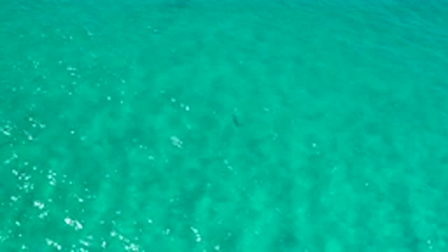 LOS CABOS MEXICO-2020: Amazing Cute And Tiny Small Fishes Swimming Under The