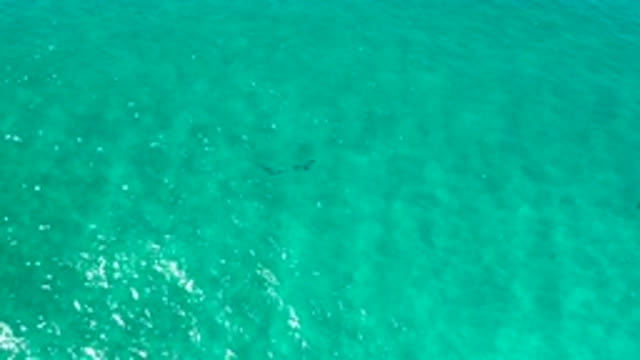 LOS CABOS MEXICO-2020: A Long Young Fish Swimming Under the Sea