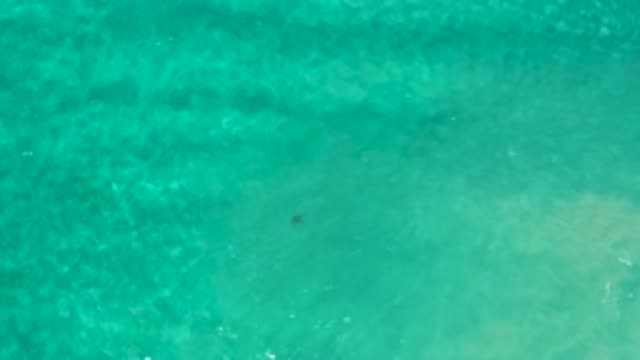 LOS CABOS MEXICO-2020: Possible Stingray Swims In Ocean