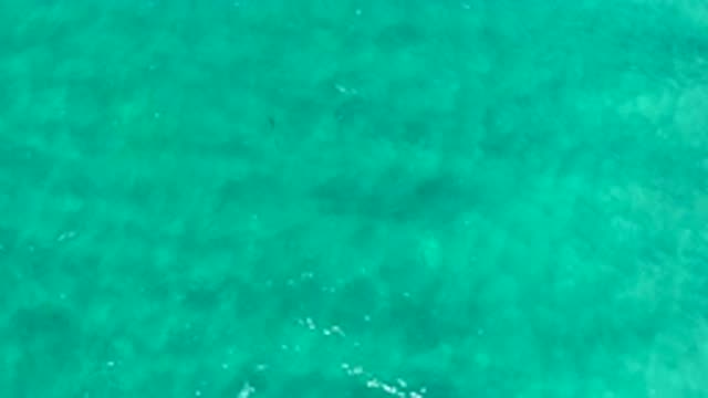 LOS CABOS MEXICO-2020: A Lone Fish Swims Through Turbulent Shallow Aquamarine