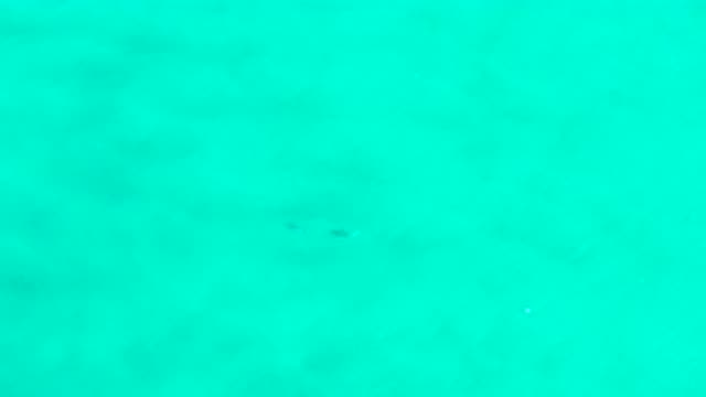 SAN JOSE DEL CABO MEXICO-2020: Fish Swimming In The Sea