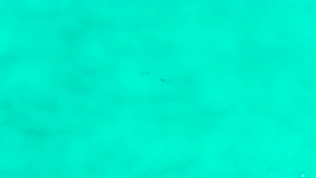 SAN JOSE DEL CABO MEXICO-2020: Two Fish Swimming Underwater In The Clear