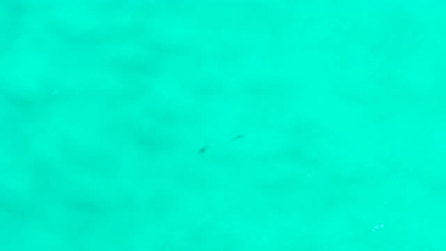 SAN JOSE DEL CABO MEXICO-2020: Tiny Fishes Caught On Camera Swimming Under The