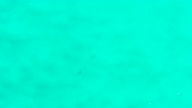 SAN JOSE DEL CABO MEXICO-2020: Two Wild Fish Swimming In An Emerald Green Ocean