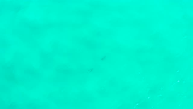 SAN JOSE DEL CABO MEXICO-2020: Two Fish Swimming Near To Each Other In Deep