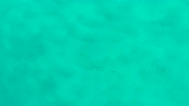 SAN JOSE DEL CABO MEXICO-2020: Two Fish Separated From Pod Moving Out Of