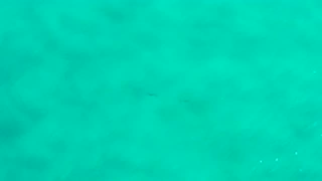 SAN JOSE DEL CABO MEXICO-2020: Fish Under The Sea