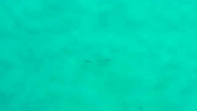 SAN JOSE DEL CABO MEXICO-2020: Two Fish Probably Whales Or Shark Swimming