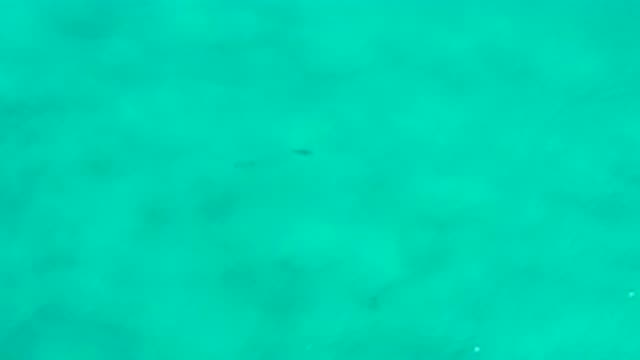 SAN JOSE DEL CABO MEXICO-2020: Fish Swimming In Crystal Clear Water