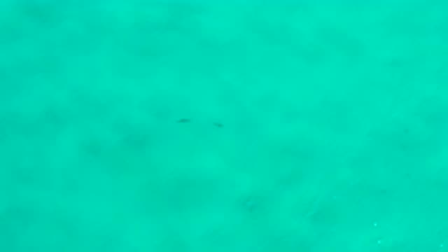 SAN JOSE DEL CABO MEXICO-2020: Panoramic View Of Small Pisces Marine Life In