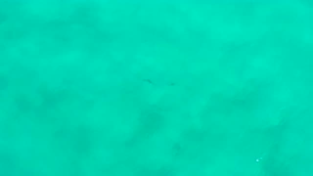 SAN JOSE DEL CABO MEXICO-2020: A Unique Fish-Like Creature Swims Under the Green Water