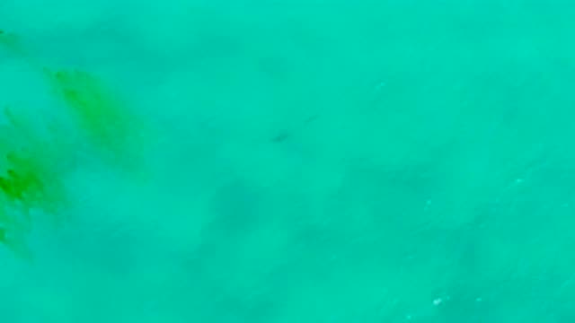 SAN JOSE DEL CABO MEXICO-2020: A Green Deep Sea Anyone Wants To See