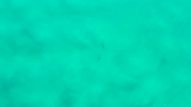 SAN JOSE DEL CABO MEXICO-2020: Two Large Fish Swim Together Near The Surface Of