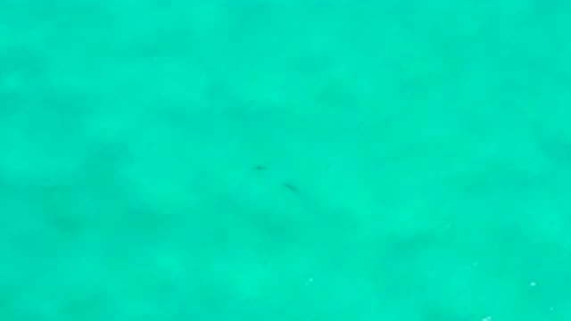 SAN JOSE DEL CABO MEXICO-2020: Freely Moving Fishes