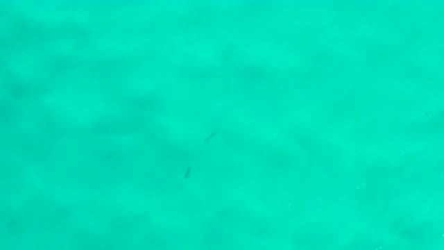 SAN JOSE DEL CABO MEXICO-2020: Small Fishes Swimming Under The Green Ocean