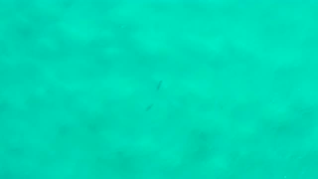 SAN JOSE DEL CABO MEXICO-2020: You Can See Some Of The Fish In This Beautiful