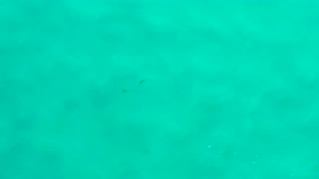 SAN JOSE DEL CABO MEXICO-2020: The Top View Of Two Fishes In Silent Blue Sea